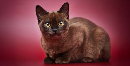 Gatto Burmese | Clinica La Veterinaria