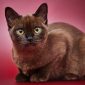 Gatto Burmese | Clinica La Veterinaria