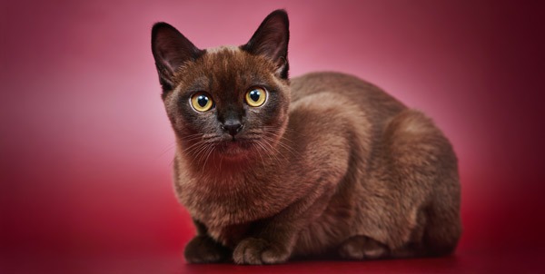 Gatto Burmese | Clinica La Veterinaria