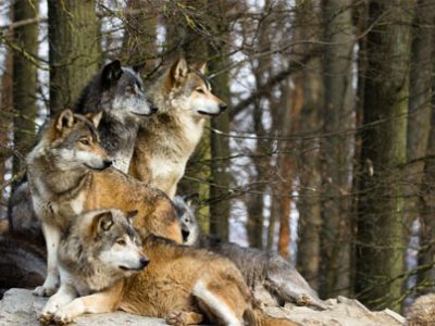 Wolf Day | La Veterinaria Clinic