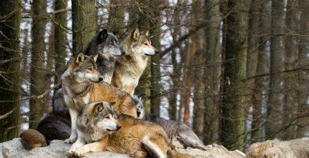 Giornata del lupo | Clinica La Veterinaria