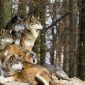 Giornata del lupo | Clinica La Veterinaria