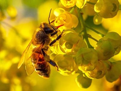 Bee Day | La Veterinaria Clinic