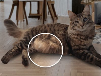 Cat primordial sac | La Veterinaria Clinic