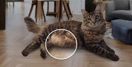 Sacca primordiale gatti | Clinica La Veterinaria