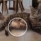 Sacca primordiale gatti | Clinica La Veterinaria
