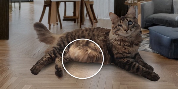 Sacca primordiale gatti | Clinica La Veterinaria