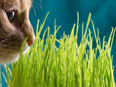 Catnip | The Veterinary Clinic
