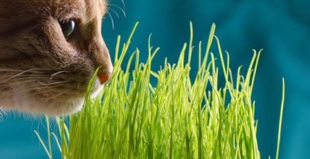 Erba gatta | Clinica La Veterinaria