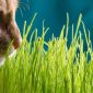 Erba gatta | Clinica La Veterinaria