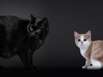 Gatto Manx | Clinica La Veterinaria
