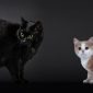 Gatto Manx | Clinica La Veterinaria