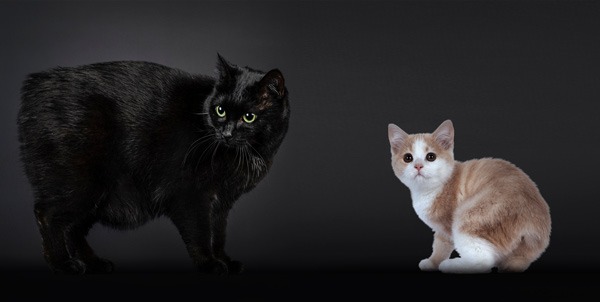 Gatto Manx | Clinica La Veterinaria
