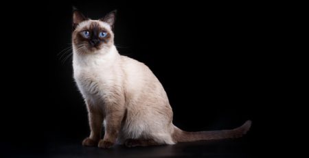 The Siamese Cat | The Veterinary Clinic