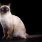 The Siamese Cat | The Veterinary Clinic