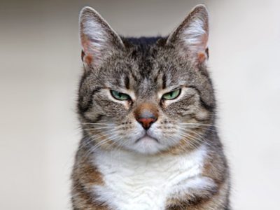 Things Cats Hate | The Veterinary Clinic
