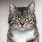 Cose che i gatti odiano | Clinica La Veterinaria