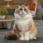 Gatto Ragdoll | Clinica La Veterinaria