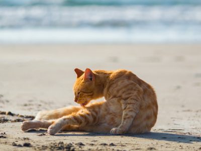 Cats of Su Pallosu | La Veterinaria Clinic