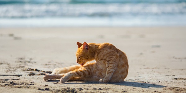Gatti di Su Pallosu | Clinica La Veterinaria
