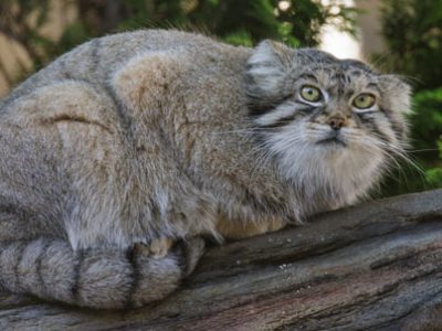 Gatto di Pallas | Clinica La Veterinaria