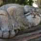 Gatto di Pallas | Clinica La Veterinaria