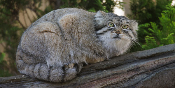 Gatto di Pallas | Clinica La Veterinaria
