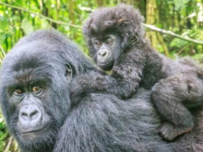 Gorilla Day | La Veterinaria Clinic