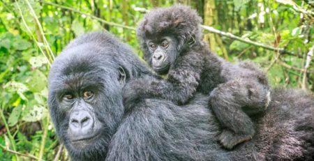 Giornata del gorilla | Clinica La Veterinaria