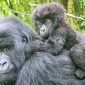 Giornata del gorilla | Clinica La Veterinaria