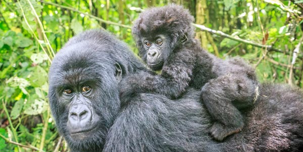 Giornata del gorilla | Clinica La Veterinaria