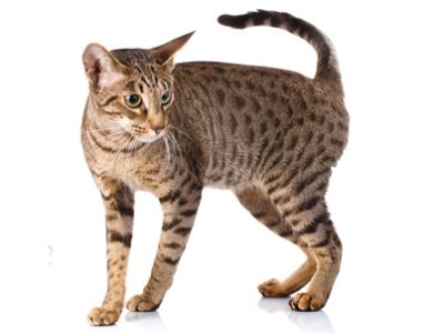 Gatto Ocicat | Clinica La Veterinaria
