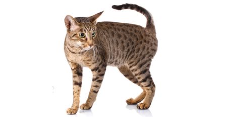 Gatto Ocicat | Clinica La Veterinaria
