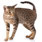 Gatto Ocicat | Clinica La Veterinaria