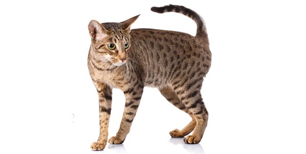 Gatto Ocicat | Clinica La Veterinaria