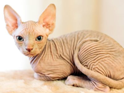 Gatto Sphynx | Clinica La Veterinaria