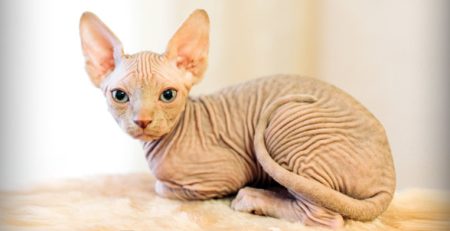 Gatto Sphynx | Clinica La Veterinaria