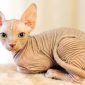 Gatto Sphynx | Clinica La Veterinaria