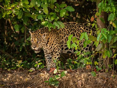 Jaguar Day | La Veterinaria Clinic