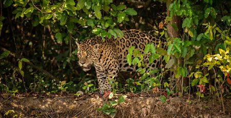 Giornata del giaguaro | Clinica La Veterinaria