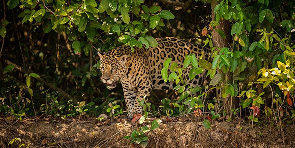 Giornata del giaguaro | Clinica La Veterinaria