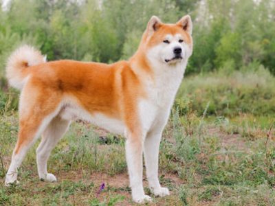 Akita Inu | Clinica La Veterinaria