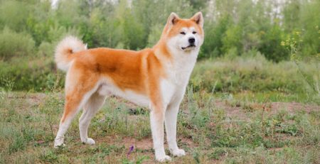 Akita Inu | Clinica La Veterinaria
