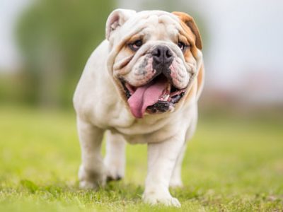 Baos Sindrome brachicefalica cane gatto | Clinica La Veterinaria