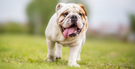 Baos Sindrome brachicefalica cane gatto | Clinica La Veterinaria