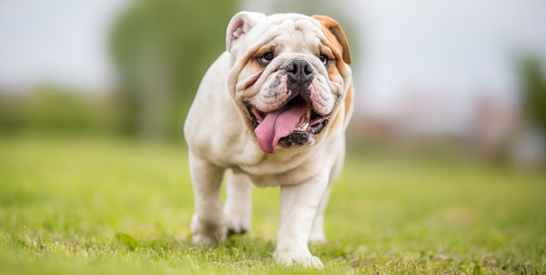 Baos Sindrome brachicefalica cane gatto | Clinica La Veterinaria