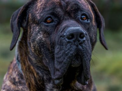 Dogo Canario | Clinica La Veterinaria