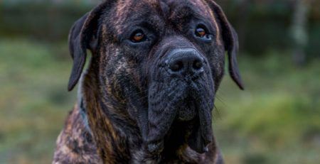 Dogo Canario | Clinica La Veterinaria