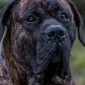 Dogo Canario | Clinica La Veterinaria