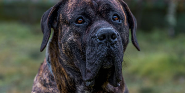 Dogo Canario | Clinica La Veterinaria
